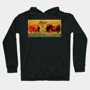 Highland Cows in the Sun Hoodie